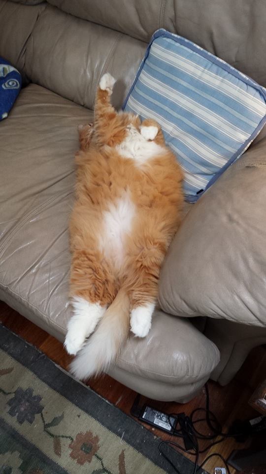 Orange and white cat stretched out on a chair